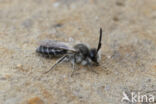 Witbaardzandbij (Andrena barbilabris)