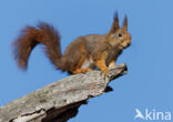 Red Squirrel (Sciurus vulgaris)