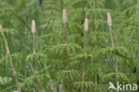 Wood Horsetail (Equisetum sylvaticum)