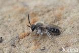Witbaardzandbij (Andrena barbilabris)