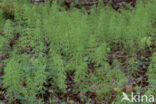 Wood Horsetail (Equisetum sylvaticum)