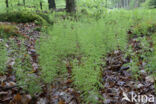 Wood Horsetail (Equisetum sylvaticum)