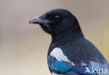 Black-billed Magpie (Pica pica)