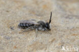 Witbaardzandbij (Andrena barbilabris)