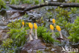 Beekmijtertje (Mitrula paludosa)