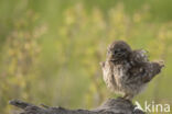 Little Owl (Athene noctua)