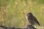 Little Owl (Athene noctua)