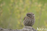 Little Owl (Athene noctua)