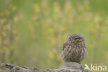 Little Owl (Athene noctua)