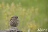 Little Owl (Athene noctua)