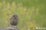 Little Owl (Athene noctua)