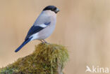 Eurasian Bullfinch (Pyrrhula pyrrhula)