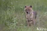 golden jackal (Canis aureus)