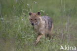 golden jackal (Canis aureus)
