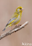 Groenling (Carduelis chloris)