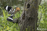 Hoopoe (Upupa epops)
