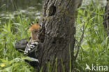 Hoopoe (Upupa epops)