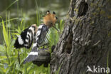 Hoopoe (Upupa epops)