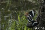 Hoopoe (Upupa epops)