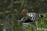 Hoopoe (Upupa epops)