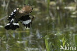 Hoopoe (Upupa epops)