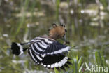 Hoopoe (Upupa epops)