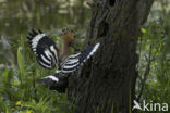 Hoopoe (Upupa epops)