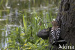 Hoopoe (Upupa epops)