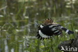 Hoopoe (Upupa epops)