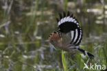 Hoopoe (Upupa epops)