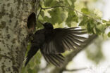 Black Woodpecker (Dryocopus martius)