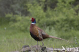 Ring-necked Pheasant (Phasianus colchicus)