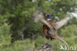 Ring-necked Pheasant (Phasianus colchicus)