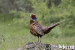 Ring-necked Pheasant (Phasianus colchicus)