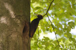 Black Woodpecker (Dryocopus martius)