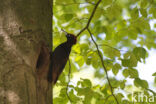 Black Woodpecker (Dryocopus martius)