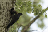 Black Woodpecker (Dryocopus martius)