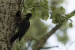 Black Woodpecker (Dryocopus martius)