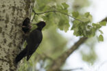 Black Woodpecker (Dryocopus martius)