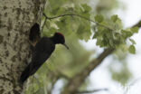 Black Woodpecker (Dryocopus martius)