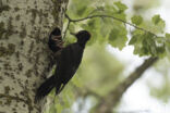 Black Woodpecker (Dryocopus martius)