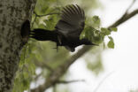 Zwarte Specht (Dryocopus martius)