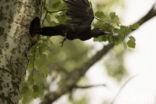 Black Woodpecker (Dryocopus martius)