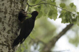 Black Woodpecker (Dryocopus martius)