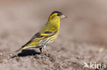 Eurasian Siskin (Carduelis spinus)