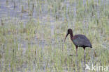 Glossy Ibis (Plegadis falcinellus)