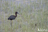 Zwarte Ibis (Plegadis falcinellus)