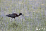 Zwarte Ibis (Plegadis falcinellus)