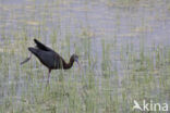 Glossy Ibis (Plegadis falcinellus)