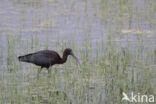 Zwarte Ibis (Plegadis falcinellus)